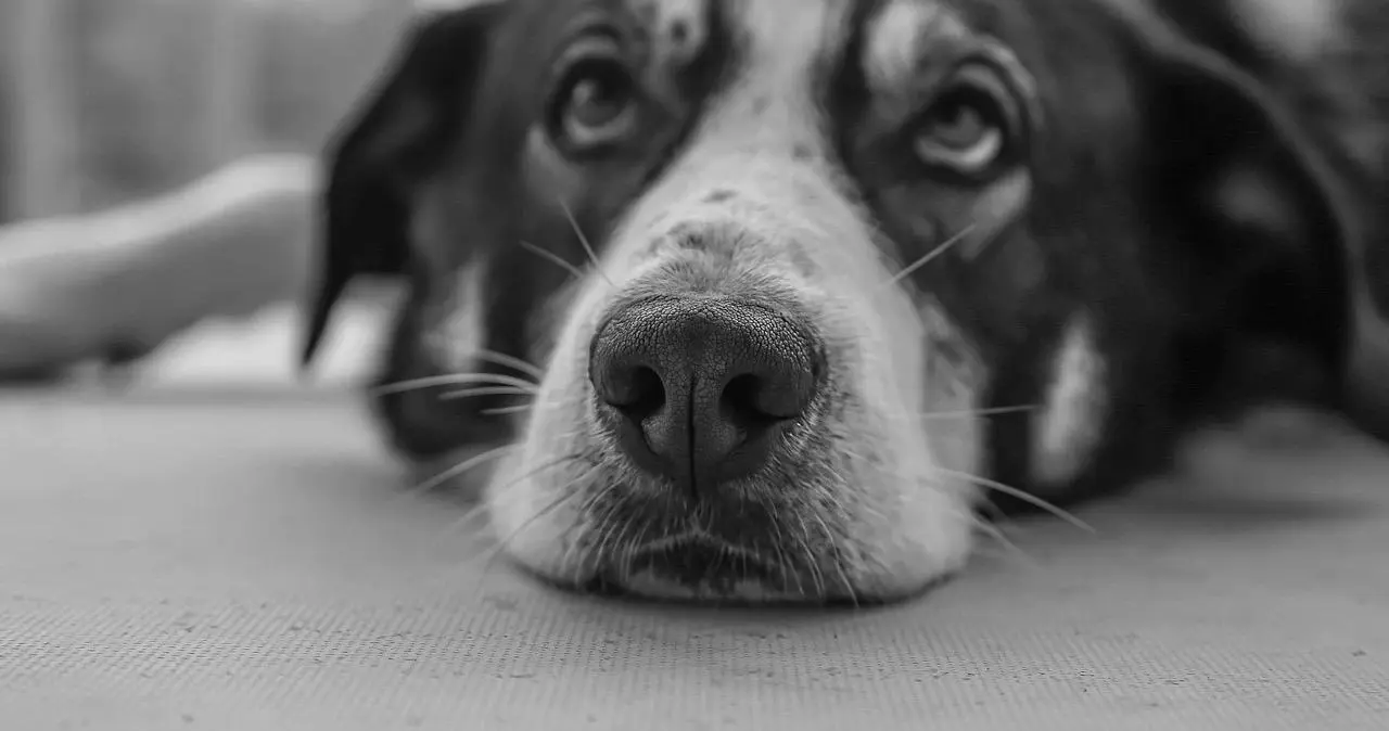 **【西檬之家】新人指南：全面解析亚文化实践中的BDSM术语与SSC伦理框架**